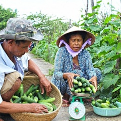 Trồng màu đón tết